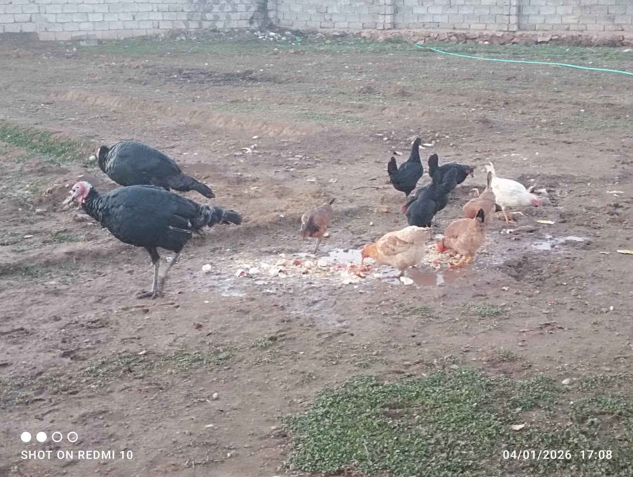 السلام عليكم موجود دجاج عرب عتاكي للبيع + ديج بصره للبيع السعر اتصل عل رقم ***********
