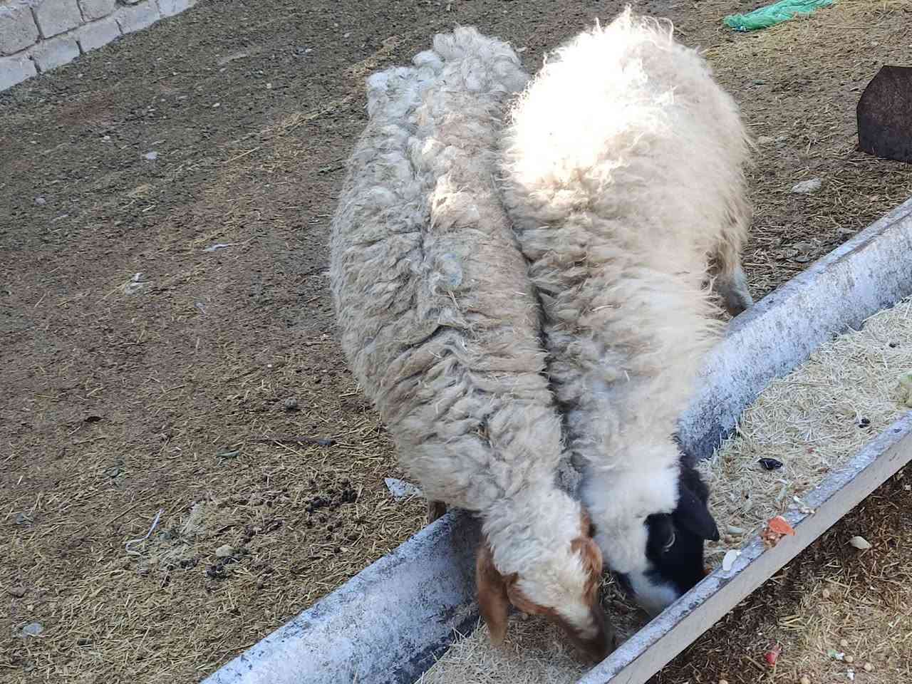 يوجد وراجين عدد 2مالات جنيه شرط نصاحه حانيات شهر ونص سعر 275 الف زوج المكان بيجي حي العصري رقم الهاتف ‏‪***********‬‏
