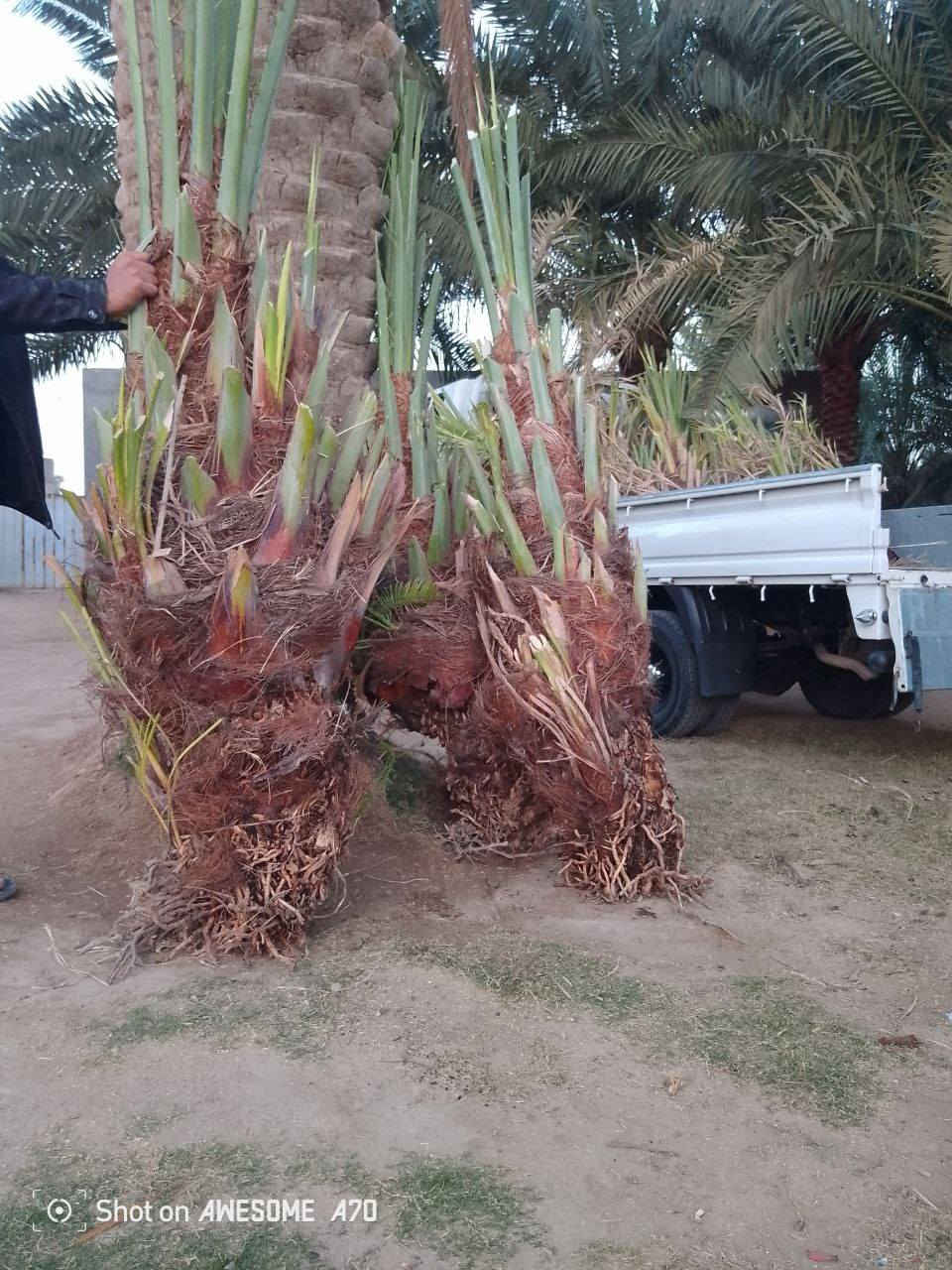 يوجد فسائل نخل بانواع جيدة ومتعهد بنوعية الفسائل
يود حلاوي+خستاوي+عمراني+زاهدي+بريم+شكرى+حمراوي
يوجد توصيل وإعداد متوفرة خير من الله 
اتواصل على هذا الرقم ***********
‏‪***********‬‏
