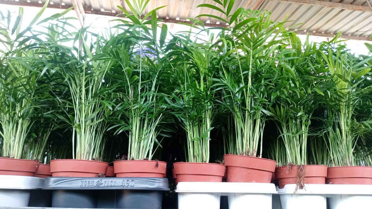 البساطة لا تكلّفك الكثير ! 
دع لقلبك فُرصة النقاء وّ استمتع بالحياة💚

نبتة طبيعية في بيتك تزيده جمال ✨  
وتبعث في النفس راحة وطاقة إيجابية طول الشهر الكريم 🌿🦋
#نباتات_ظلية جديدة توفرت اليوم 
(وصلنا كف الوز الوان نادرة)
ونباتات مائية شوفوا الصور وجمالهم 👇
للحجز والاستفسار مراسلة الصفحة 
توصيل متوفر لكل المحافظات


**إذا كنت صاحب هذا الإعلان وتريد حذفه لأي سبب، رجاءا أرسل رسالة إلى الدعم الفني**