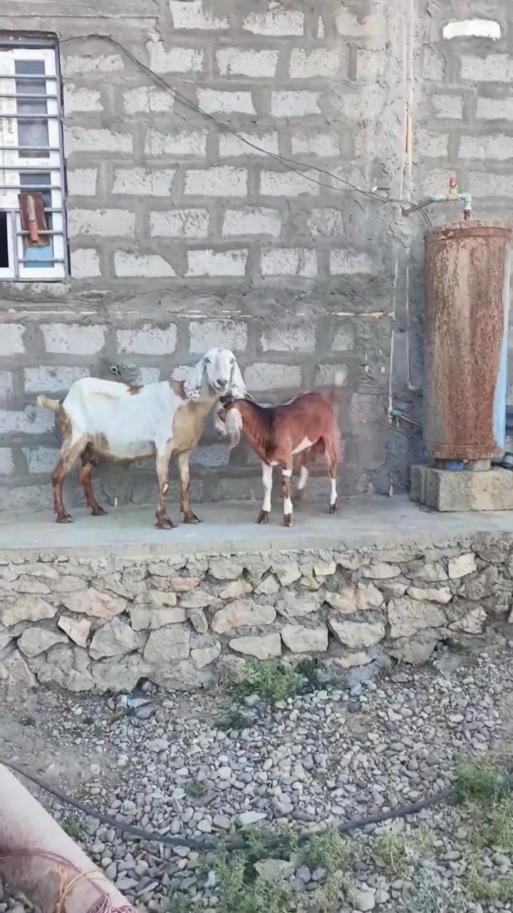 بسم الله ما شاء الله تبارك الله اذكر الله صلوا على النبي متاح عنز رقم واحد شاميه تفاصيل كامله داخل الفيديو سعر 425 وبيها مجال للشراي المكان زويه ناحيه الفرات قرب قضاء هيت جزيره البونمر *********** اتصل او وتساب
