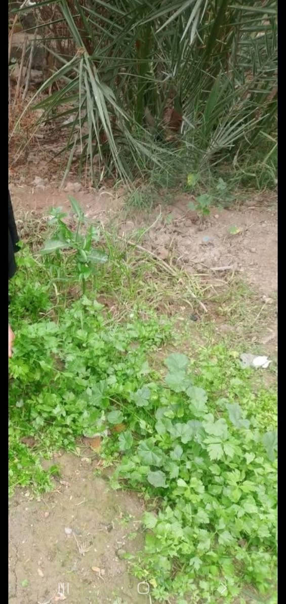 قطع أرض مساحته ٢٠٠ متر مربع أرض مزروعه وليس يابسه عنوان/كرمه علي الخيط قريبا على شارع عام البصرة, العراق


**إذا كنت صاحب هذا الإعلان وتريد حذفه لأي سبب، رجاءا أرسل رسالة إلى الدعم الفني**