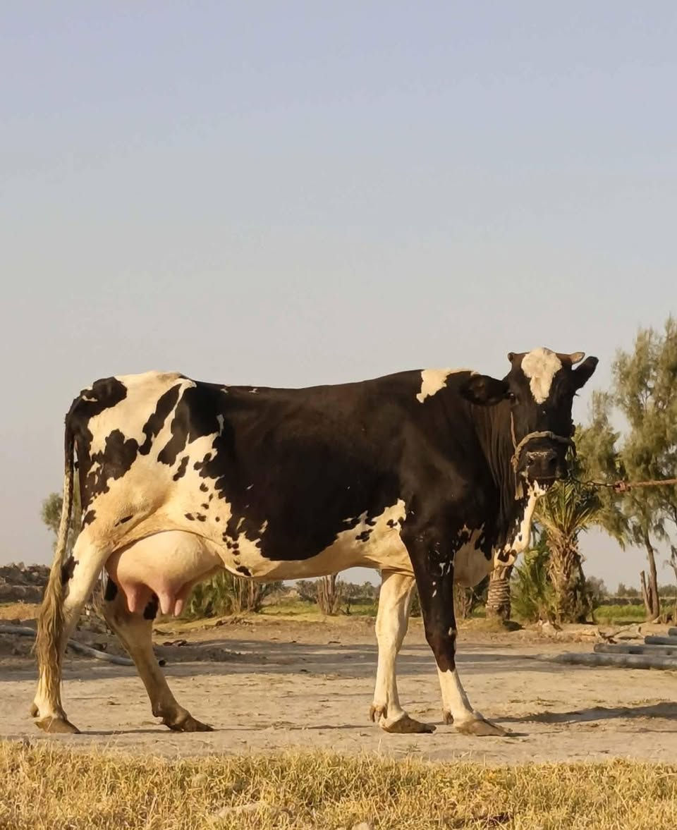 السلام عليكم  موجود عجل عراقي واسترالي واكو لحم سعر الكيلو ٩٠٠٠ الاف شرح  ٨٠٠٠ الاف شرح وعظم والذبح كدامك واذا مو كدامك لا تاخذ  مكانه بالتاجي واكو توصيل الكل المحافظات 
حجي احمد البهادلي.  ‭***********‬
حجي عقيل البهادلي.  ‭***********‬
