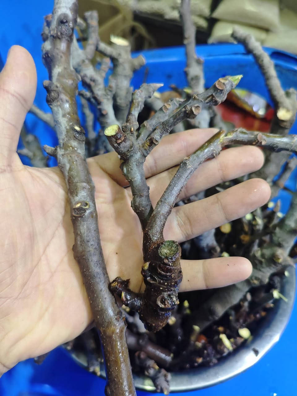 اقلام تين بني مسلم اسود مجانا مجانا 
الكمية محدودة
الاتصال 
***********
***********
