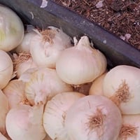 بصل لبيع مال ديره عله شرط درجه لوله مكان كريط ابو رويه ‏‪0771 702 1567...