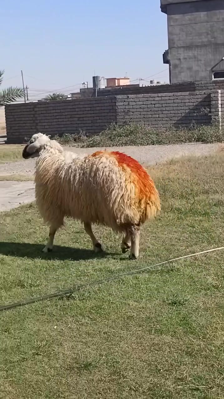 السلام عليكم
دجه خشف تبارك الرحمن 
بعدها ما مبدله ولا سن 
خشانه فووول 
مكفوله من كل عيب
مكاني الشرقاط 
***********
