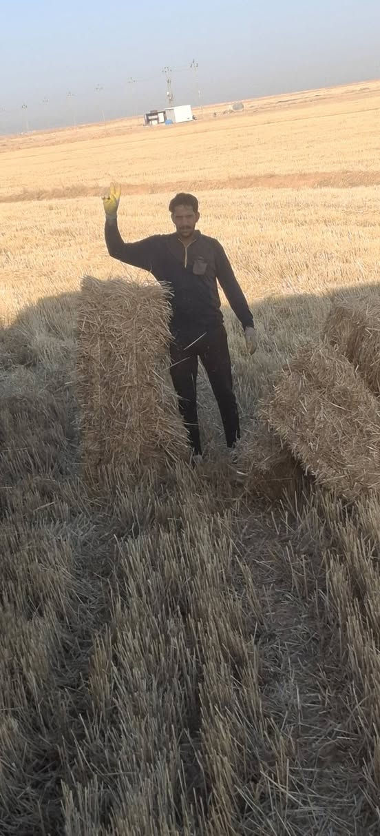 يوجد كبس تبن للبيع مرشات كربلاء كميه مفتوحه كبسه تخبل من ٨٥الى متر طول الكبسة   واصل يمك بيتك والتفريغ عليك2000 سعر الكبسه واقل حمل 650كبسه
للاتصال ***********
