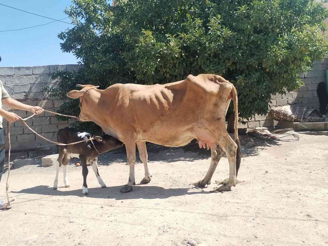 السلام عليكم ورحمة الله وبركاته بقره والده ع كل عيب شرط الحليب شرط الدسامه السعر مليونين 250بيهامجال الاستفسار عن هذا الرقم *********** ملاحضه يرهم مراوس بحلال موقع ناحية الزاب
