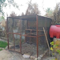 للبيع قفص حديد تسكام إرتفاع مترين وعرض مترين السعر 150 الشراي يتصل0781...