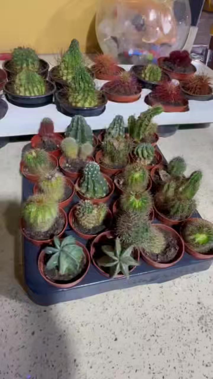 عرض على نبات الصبار حجم الصغير ب500 دينار فقط 😍 والحجم الكبير ب1000 دينار فقط 🥰 كميه باقيه كلش قليله 
متوفر توصيل داخل الديوانيه 📢📢📢
#صبار #للبيع #نباتات_زينة #صبار_طبيعي #بيع_نباتات #نباتات_منزلية #عشاق_الصبار #مشاتل #ديكور_نباتات #هدايا_نباتات • #صبار_الديوانية
• #نباتات_الديوانية
• #بيع_صبار_الديوانية
• #هدايا_الديوانية


**إذا كنت صاحب هذا الإعلان وتريد حذفه لأي سبب، رجاءا أرسل رسالة إلى الدعم الفني**