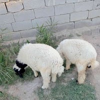 طليان • نثيه • فحل
