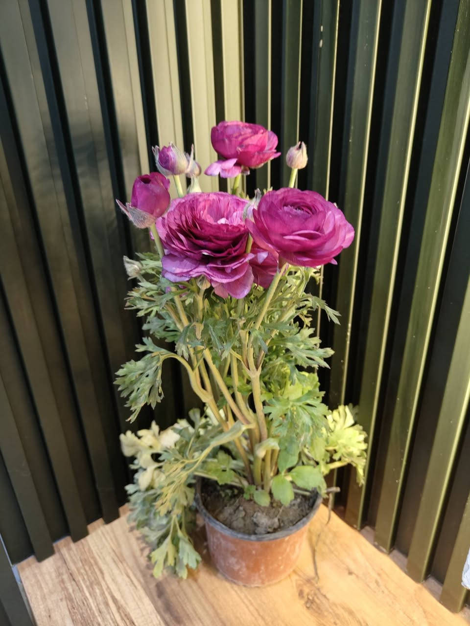 زبائننا الكرام
مثل ما عودناكم 

وصول وجبة جديدة من النباتات الظلية والخارجية

وباسعار مناسبة للجميع كما تتوفر مجموعة من السنادين 

ومستلزمات الزراعة والعناية بالنباتات 

جميع النباتات بصحة جيدة ومطابقين للصورة

مكاني موصل حي السكر قرب جامع الرحمة 

يوجد توصيل داخل الموصل ولجميع محافظات العراق 

للحجز والطلب مراسلة الصفحة او التواصل على رقم الواتس 

***********

لمعرفة الاسعار علق عالنبتة التعجبك ونردلك السعر 

#برعم_للنباتات_المنزلية
#نباتات_ظلية
