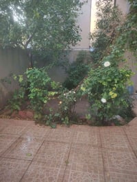 كركوك تسعين • ١٥٠م • طابو صرف