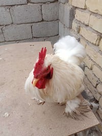 ديج كوشن • بدجاجة عربية • بابل المسيب