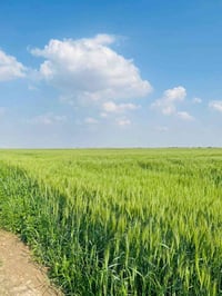 عبدالله والسراطة • ارض زراعية • 17 دونم