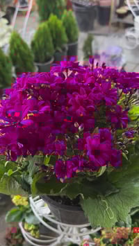 مشتل ابو مهدي الحسيني • صلاح الدين قضاء بلد • شارع الفرات