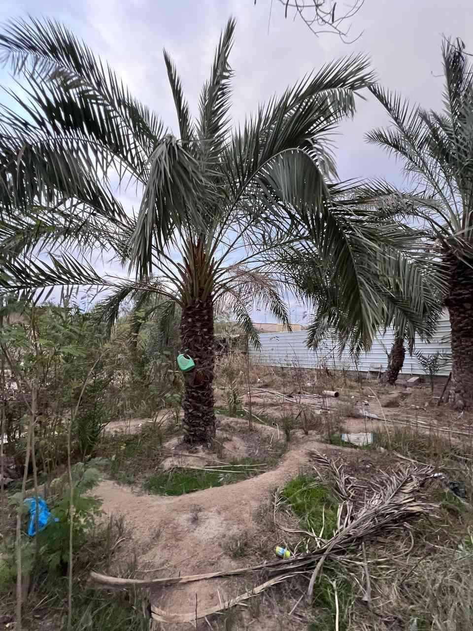 هذا البستان لا تفوت تفاصيله .
2500م ( دونم ) مع بيت البناء #طابوك.
الواجهة 24م والخلف نهر جاري .
طابو ملك صرف زراعي عراقي #تحويل_سهم
يقع على شارع تبليط 10م .
الماء . الكهرباء . المدارس . تبليط . انارة . منطقة هدوء .
ابي الخصيب - أبو كوصرة - جهة السايدين الداخلي .
#يحتوي_البيت :: أستقبال . ثلاث غرف منام . مطبخ .
صحيات خارجية . صحيات داخلية . صالة . موزع غرف .
#يحتوي_البستان :: 30 نوع من أنواع السدر . وانواع النخيل
ومن ضمن النخيل ( البرحي ) أرض زراعية.
#السعر_المطلوب :: 450 مليون قابل للتفاوض .
#للأستفسار :: ***********
