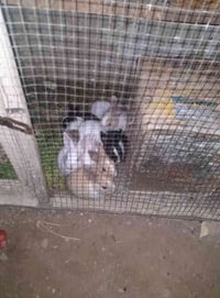 ارانب • ١١ فرخ • تكريت القادسيه