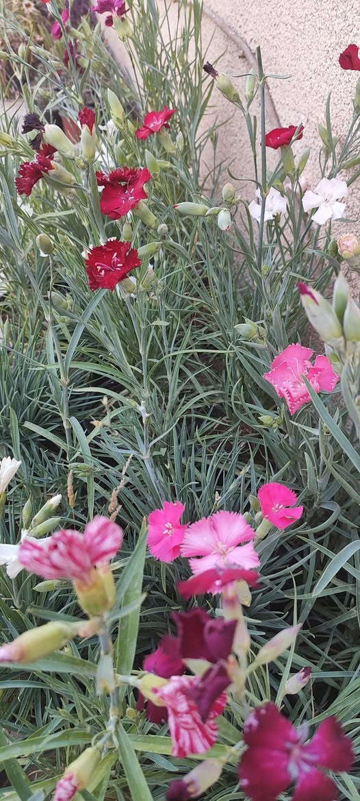 قرنفل طاقي دائمي
يزهر معظم السنة و يزداد التزهير في الربيع و يتوقف في شهري تموز و اب
في الصيف يوضع في شمس الصباح الباكر فقط
يفضل نقله لسندان اكبر 
سعر السندان ١٠٠٠ دينار
توصيل فقط لاغلب احياء الموصل 
للطلب يرجى مراسلة الصفحة


**إذا كنت صاحب هذا الإعلان وتريد حذفه لأي سبب، رجاءا أرسل رسالة إلى الدعم الفني**