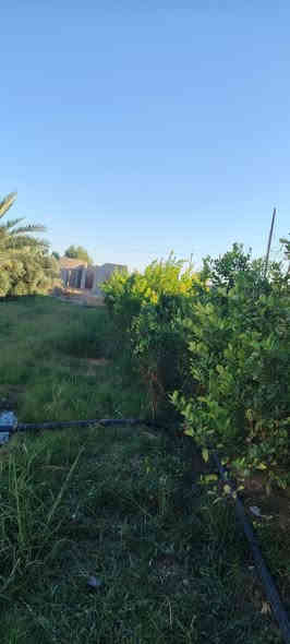 السلام عليكم. للبيع مزرعه 4 دونم
طابو سند 25 ابسم الوالد
تكريت ع سده مال البوضايع.  المزرعه فول الفول
مسيجه كلهه
بيها 3ابيوت جاهزات للسكن وبيت الرابع هيكل واصل للصب
انتبهه اذا ماتشتري. وماتعرف سعرها لاتعلق من يمك المزرعه مفوله واصل ماي وكهرباء ابنصها.
ومرتبه فول. اشجارها تمر وتين وعنب ونومي حامض وبرتقال ومشمش ورمان يعني. مانقصه شي 
اتحب بس تتفرج ع صور واترك كلمة حلوة مثلك
سعرها 825 مليون وبيها مجال قليل 
للاستفسار اكثر اتصل.
***********
***********
