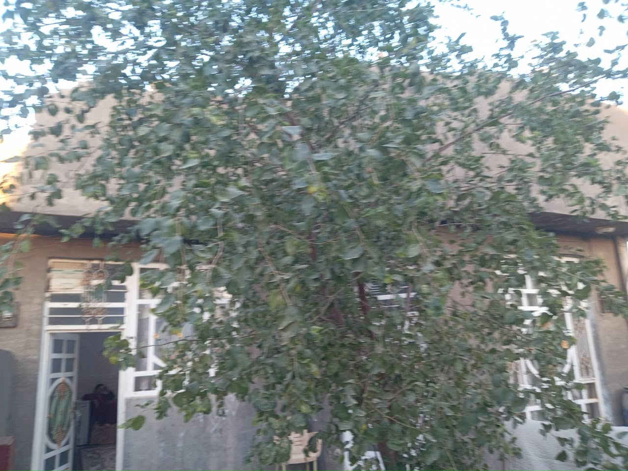 السلام عليكم
دار للبيع مساحته ٢٠٠ متر يحتوي على غرفتين نوم استقبال هول ومطبخ عنوانه شارع الكبان كراغول يبعد عن الشارع العالم ٥٠ متر قرب سجادةالسلامي للدجاج للإستفسار الاتصال على رقم الهاتف ***********
