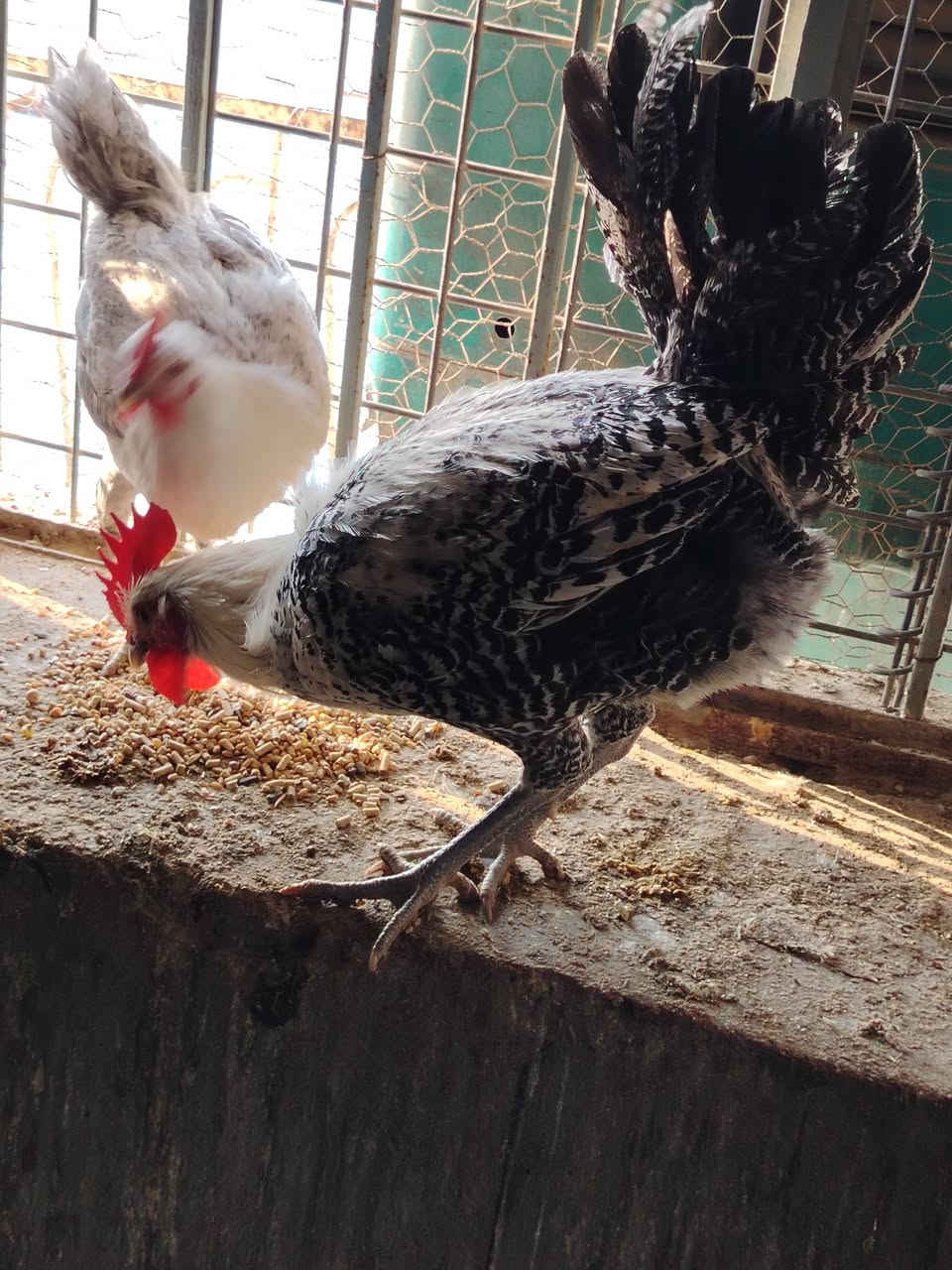 متاح ديك فيومي فضي دم نقي
اسيا ***********
كورك ***********
السعر قفل 15الف
