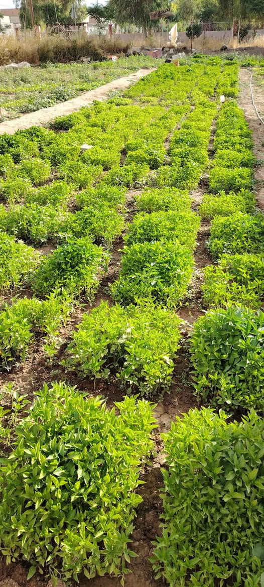 يوجد شتال للبيع
فلفل وبيذنجان وطماطه
اللوح ب5000 الاف
الحويجه حي 8شباط
الرقم ***********
***********
