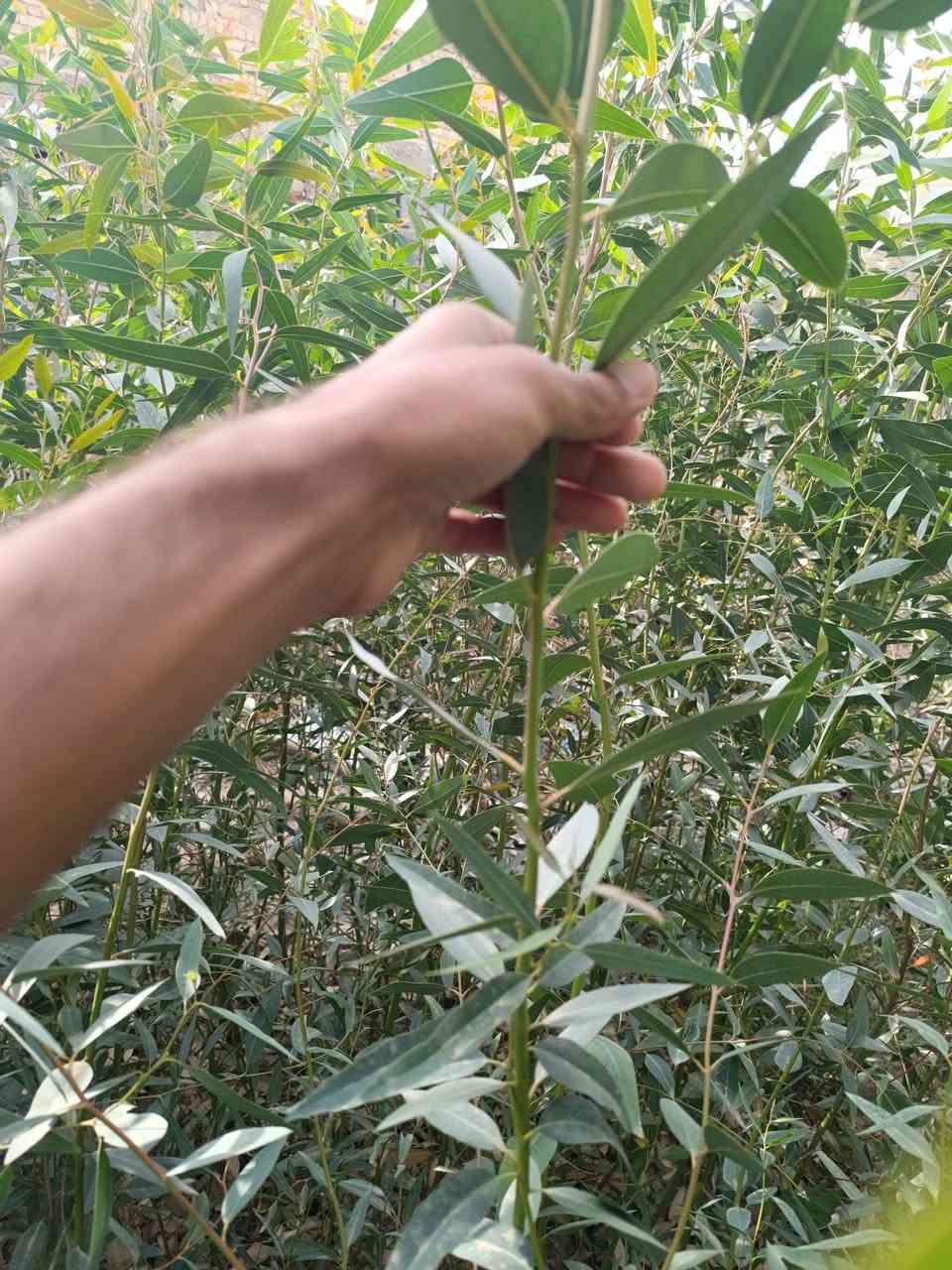 يتوفر كالبتوز خشن ومتوسط وباسعار مناسبة 
كل 10 من الخشن وياه 2 هدية .. للتواصل :***********
