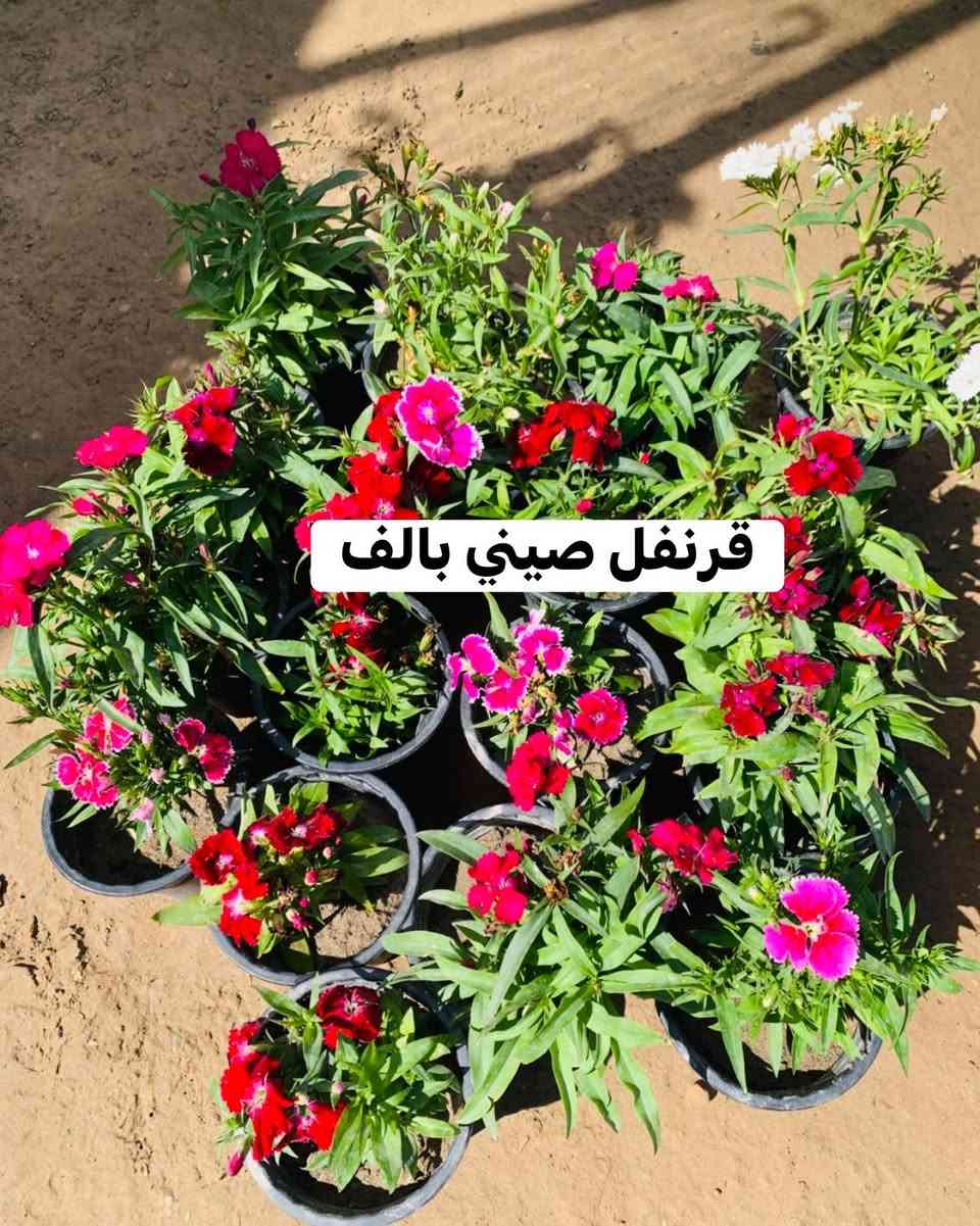 #موسميات #سعر #داخل #صور


**إذا كنت صاحب هذا الإعلان وتريد حذفه لأي سبب، رجاءا أرسل رسالة إلى الدعم الفني**