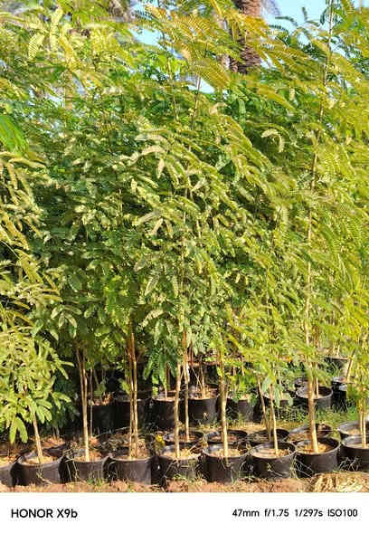 السلام عليكم.
©  اكاسيا مصريه. 3متر ونص. سندان 26
©  البيزيا.   3متر.   سندان 26
© اكاسيا. مترين ونص. سندان 22
©  كالمتوز. مترين ونص. سندان 26 
©  قزمي. متر.   سندان 26

طريق حله نجف. قرب جامعه الحله الاهليه
***********.    توصيل الجمله  مجاني
