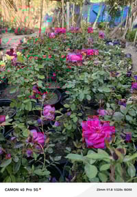 جوري السلطاني • نباتات زينة • قرب البانزينخانه