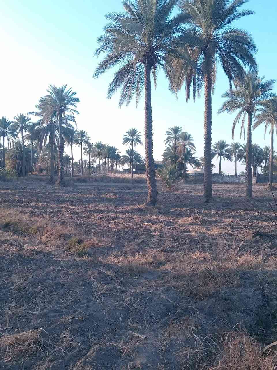 السلام عليكم خمسه دونم لبيع سند25 موجود كافت  الخدمات العنوان كربلاء قضاء طوريج.ام الهوه السنيه اتصل على *********** او المراسله على الصفحة لبقية التفاصيل
