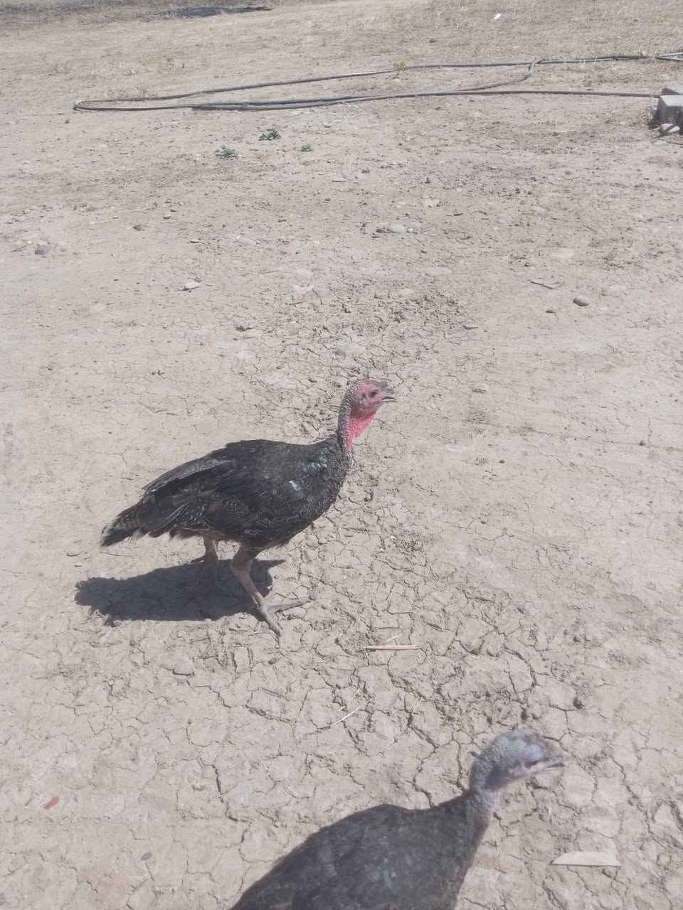 السلام عليكم ورحمه صوصي علو للبيع فول العدد 30 الواحد على 20 نهايته اتصال على الخط *********** ناحيه العياضيه قريه خرمر
