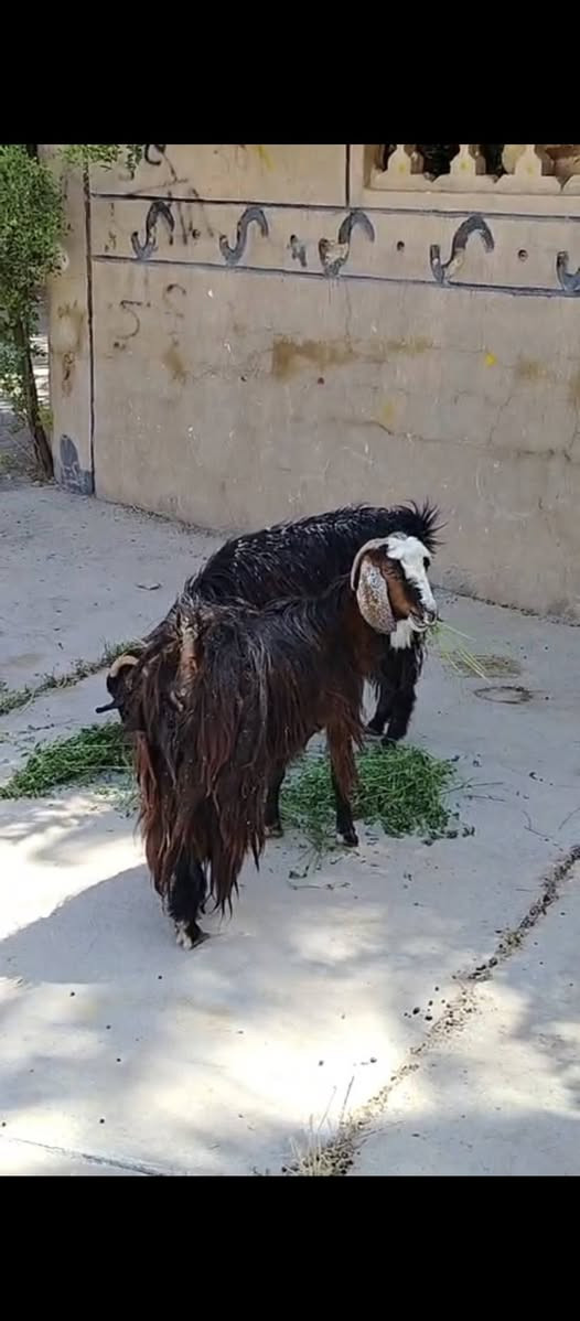 السلام عليكم متاح جذاع معز مالات جنيه فاخرات سن وشطر ونصاح سعرهن ٤٠٠ العنوان حديثه حقلانيه للاستفسار الاتصال على الرقم *********** يوجد توصيل حسب الاتفاق

