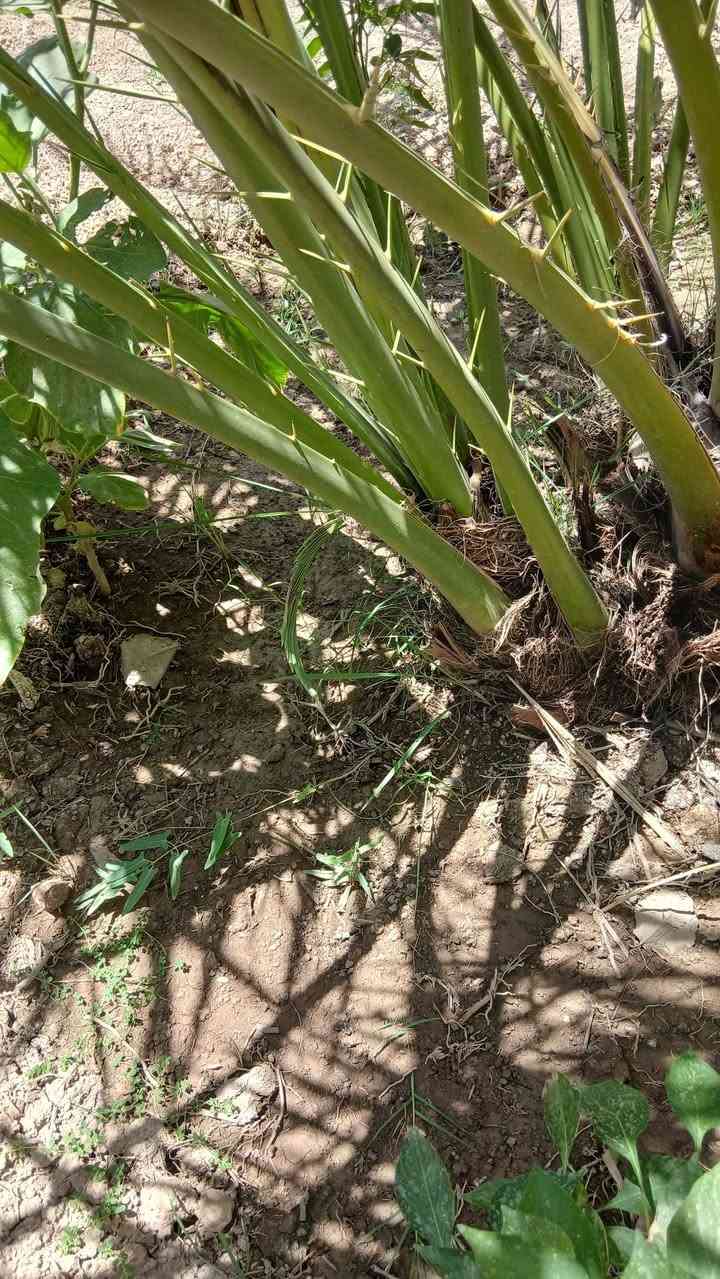 ‎فسائل برحي‎ Singapore


**إذا كنت صاحب هذا الإعلان وتريد حذفه لأي سبب، رجاءا أرسل رسالة إلى الدعم الفني**