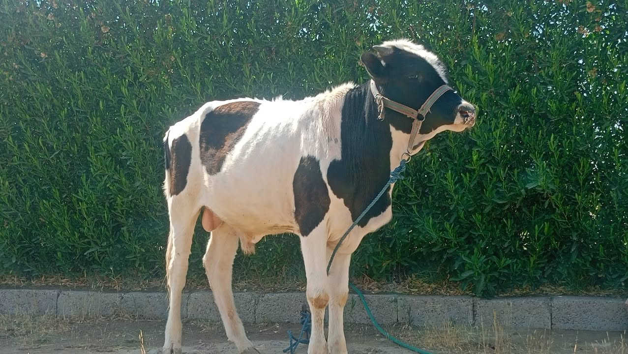 بسم ألله ما شاء الله
حولي هولشتاين مال ربط خشن فول 
عمر سنه و 4 اشهر عملاق مال بيت 
نصاحه اجل شرب على كل عيب 
وين الرباطه اليدورون حلال فول يسوه تعب 
المكان ناحية الزاب قريه اصبيح تحتاني 
الاتصال ***********
موجود توصيل حسب الاتفاق 
ما تعرف قيمه الحلال لا تعلق وتكسر مال العالم يرحم والديك
