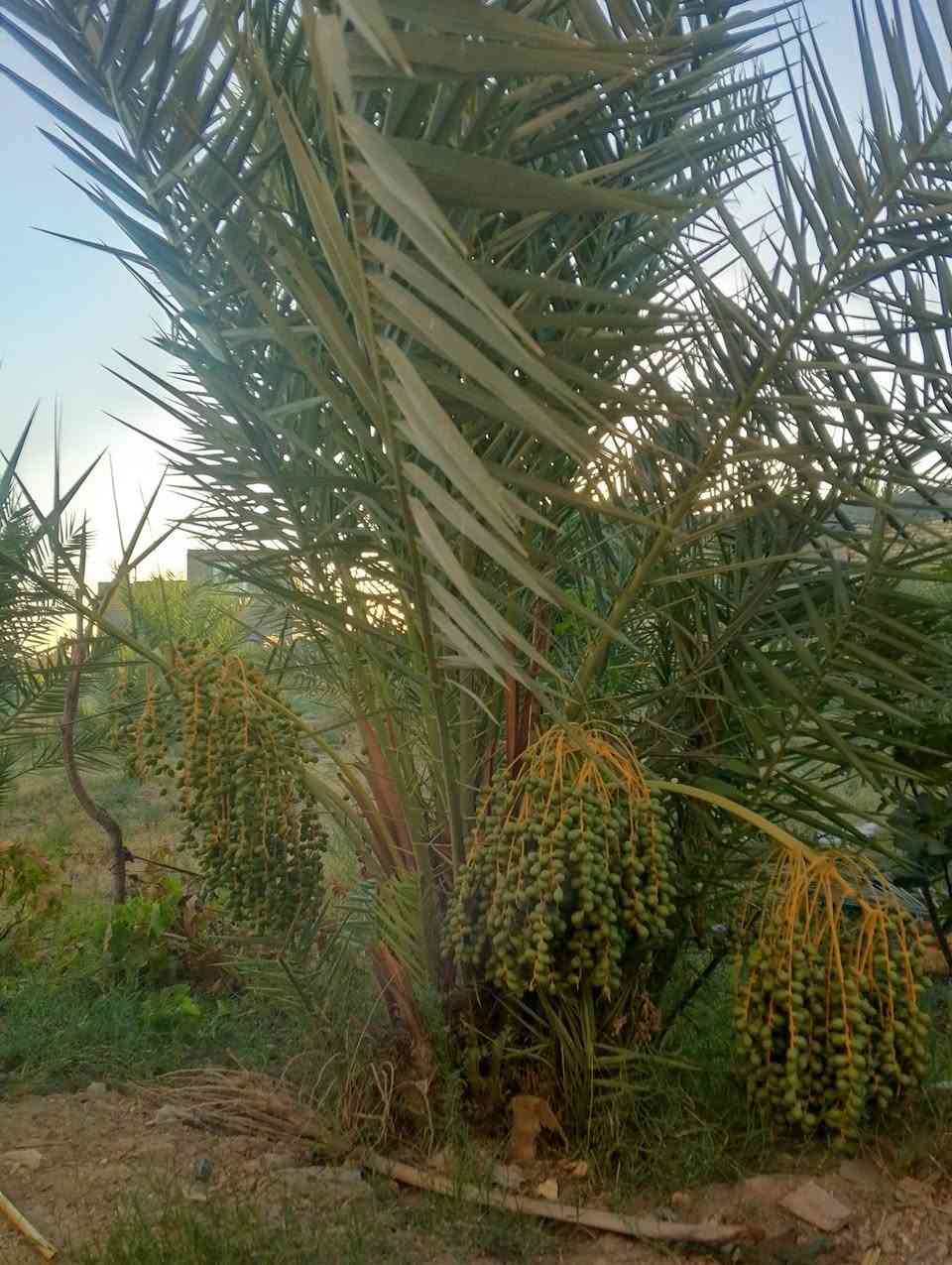 السلام عليكم سبع دوانم ونص كافة الخدمات مي كهرباء مولد تبليط موقعه حله ابوغرق خلف مجمع الكوثر السكني طابو سند 25 بأسمي يتوفر فيها بيت متوسط للسكن وتحتوي على مايقارب 150 نخله


**إذا كنت صاحب هذا الإعلان وتريد حذفه لأي سبب، رجاءا أرسل رسالة إلى الدعم الفني**
