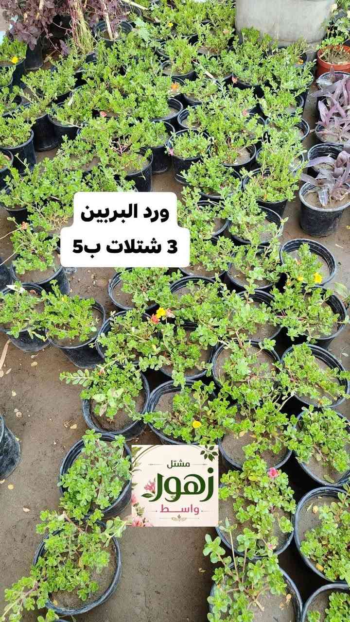 تخفيضات كل 3 شتلات بسعر 5,000  دينار فقط كل النباتات لمنشوره دائمي
يفتح المشتل طيله ايام الاسبوع من الساعه 8:00 صباحا والى الساعه 10:00 ليلآ
#مشتل_زهور_واسط العنوان كوت فلكه الحاوي شارع مجمع دمشق الطبي مقابل ابتدائية الكوت للتعليم الأساسي #يوجد_توصيل_داخل_الكوت
*********** لطلب والاستفسار واتساب  او مراسله الصفحه الشخصيه بلال الواسطي🌹😊
