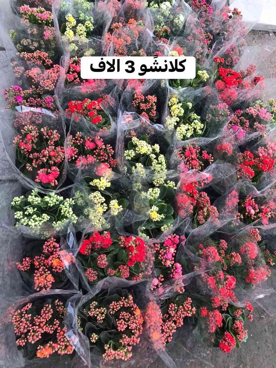 ((((((عرض خاص بمناسبة شهر رمضان ))))))))) المبارك تجدونه في مشتل زهور الحاج يونس الطائي الامين الثانية النواب الضباط تقاطع الزهور مجاور عادل الخطاط


**إذا كنت صاحب هذا الإعلان وتريد حذفه لأي سبب، رجاءا أرسل رسالة إلى الدعم الفني**