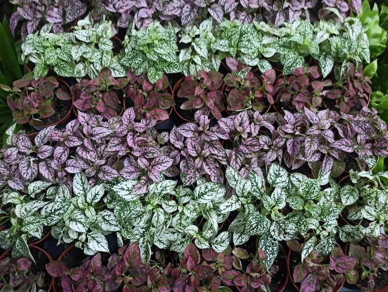 عرض خاص
فتونه كل قطعتين ب5 الاف
يوجد توصيل داخل الموصل ☘️☘️
توصيل محافظات ب5 الاف


**إذا كنت صاحب هذا الإعلان وتريد حذفه لأي سبب، رجاءا أرسل رسالة إلى الدعم الفني**