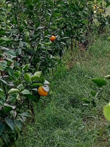 يوجد لدينا أشجار الحمضيات كافه الأنواع في محافظة كربلاء في جميع الأحجام للاستفسار والاتصال ***********
