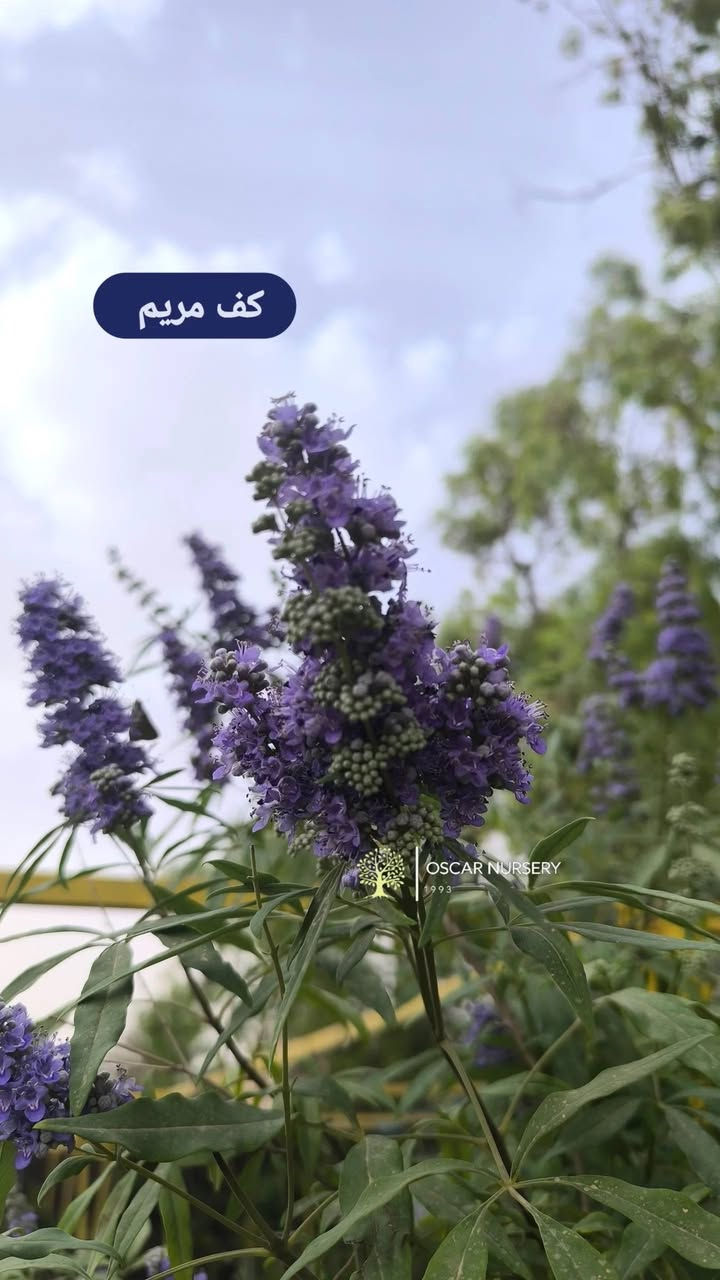 📍 زورونا في موقعنا:
مشتل الأوسكار – حي الحنانة – شارع نجف _ كوفة
(مقابل غرفة تجارة النجف و فريندز كافيه ومطعم شريف– مجاور متنزه الحنانة العائلي)

🕗 أوقات الدوام:
من 8:30 صباحاً إلى 8:00 مساءً

📞 للطلب والاستفسار:
*********** – ***********
(اتصال / واتساب / مراسلة عبر فيسبوك)
 متوفر دفع  زين  كاش ومتوفر ماستر  
🚗 يتوفر توصيل داخل النجف
موجودين في تطبيق توترز لبعض المواد الزراعية 
أهلاً وسهلاً بكم دائماً في مشتل الأوسكار 🌹🌹🌹
