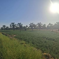 أرض زراعيه • طابو صرف • جوهره عدنان