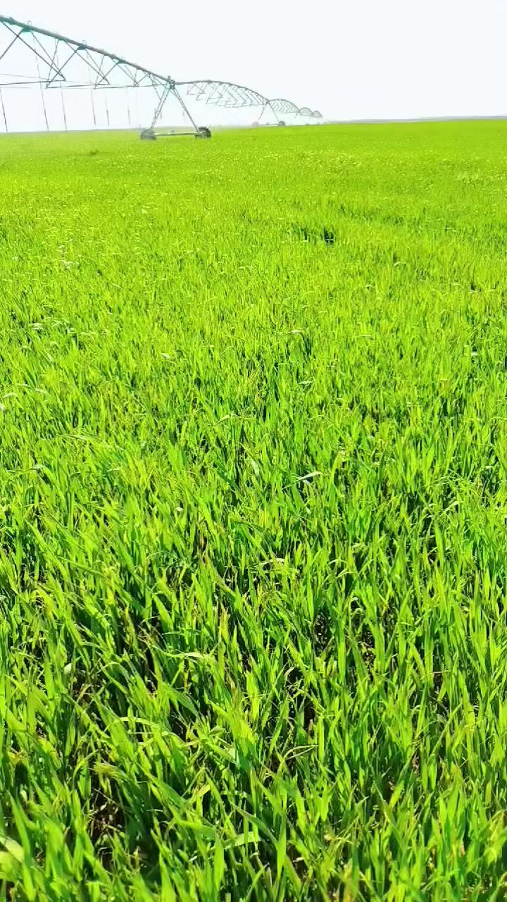 مزرعة ذكية للبيع
📍المزرعه تعمل بالهاتف ومراقبة بمنظومة كامرات 
     مساحة الارض ٣٠٠ دونم بيها مرشات عدد ٢ وبيها  
    عقد وبيها اجازات ابار عدد ٢ كل مرشة بيها بيرين
    ((ماء حلو))
📍انظمة تسميد لكل مرشة يعني التسميد الذاتي عن
     طريق المرشة نفسها بالحقن الذاتي
ابيعها هي والزرع مالتها بيها مولد وطاقة شمسية عدد ١٨٥ لوح تشغل المرشات اثنينهن بنفس الوقت وبيها كهرباء وطني

السعر للثلاثمائة دونم مع  الطاقه والمرشات والزرع على الرقم *********** @ ***********

ملاحظة 
اكو مجاور الي ٤٠٠ اخرى لاخواني هم يريد يبيعون
بيها مرشات عدد ٣ وطاقة ومولدات ووطنية وبيها عقد نفس الشي يعني الي يريد الموقع الكلي هم ابيعه
المكان الرمادي تبعد عن التبليط ٥ كيلو
