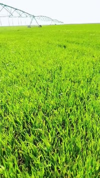 الرمادي • ٣٠٠ دونم • مزرعة ذكية