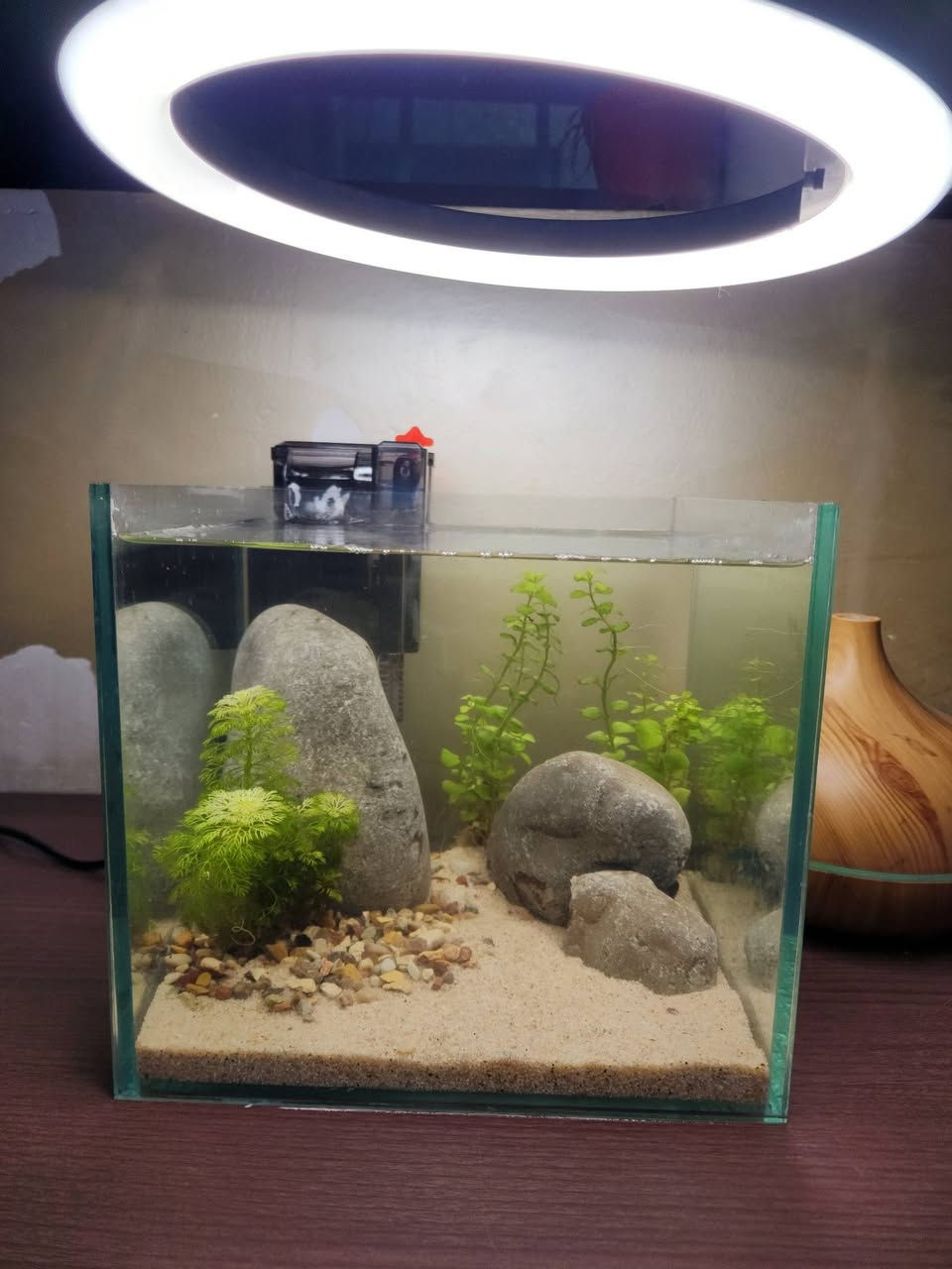 تصميم لحوض 20× 20 ×20🌿☘️🐠
للكلب والاستفسار خاص
يوجد توصيل لجميع المحافضات 🚛


**إذا كنت صاحب هذا الإعلان وتريد حذفه لأي سبب، رجاءا أرسل رسالة إلى الدعم الفني**