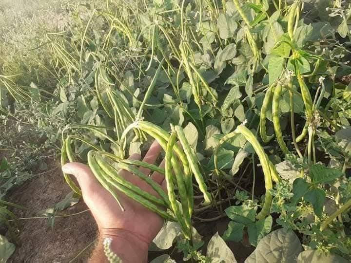 يوجد لدينا بذور لوبيه يطاليه ستندر شركه نتاجيه خير من الله يوجد توصيل كافت المحافظات العراق *********** واتساب يوجد بذور باميه فرنسيه بنت القوطيه الربعينيه نتاجيه صيفي متعهده
