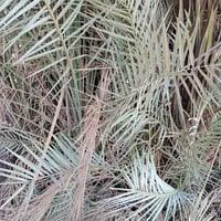 ٥٠ زهدي • ٥٠ خضراويه • درجه اولى