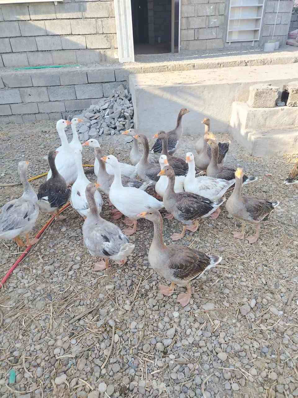 مرحبا قاز للبيع عدد (22)
العمر 5اشهر 
بصحه جيده 
السعر الزوج 45
بيها مجال 
مكان مفرق الحمدانيه
رقم هاثف /***********
