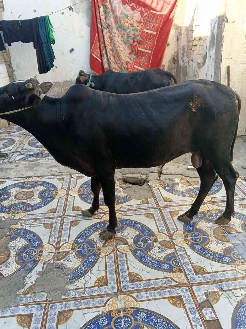 عجول البيع عدد 2 مكان عماره على الحولي قرب محطه محطه بيت حجي مخيلف السعر مليونين و 650 وبيهن مجال 
***********
